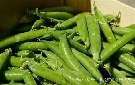 豌豆摄影图__蔬菜_生物世界_摄影图库_昵图网nipic.com