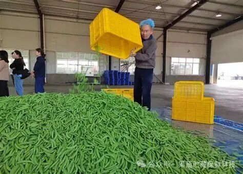 江苏泰兴:“甜豌豆之乡”丰收啦,小豌豆成了农民增收的“金豆子” - 泰兴市新闻资讯门户,泰兴网 - 泰兴网-泰兴市新闻综合门户网站