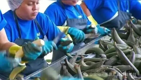 香蕉片居然是用棕榈油炸出来的？一起看看香蕉片加工厂的生产流程
